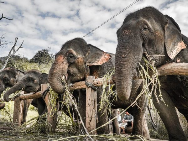 Chiang Mai: tour respetuoso por el santuario de elefantes